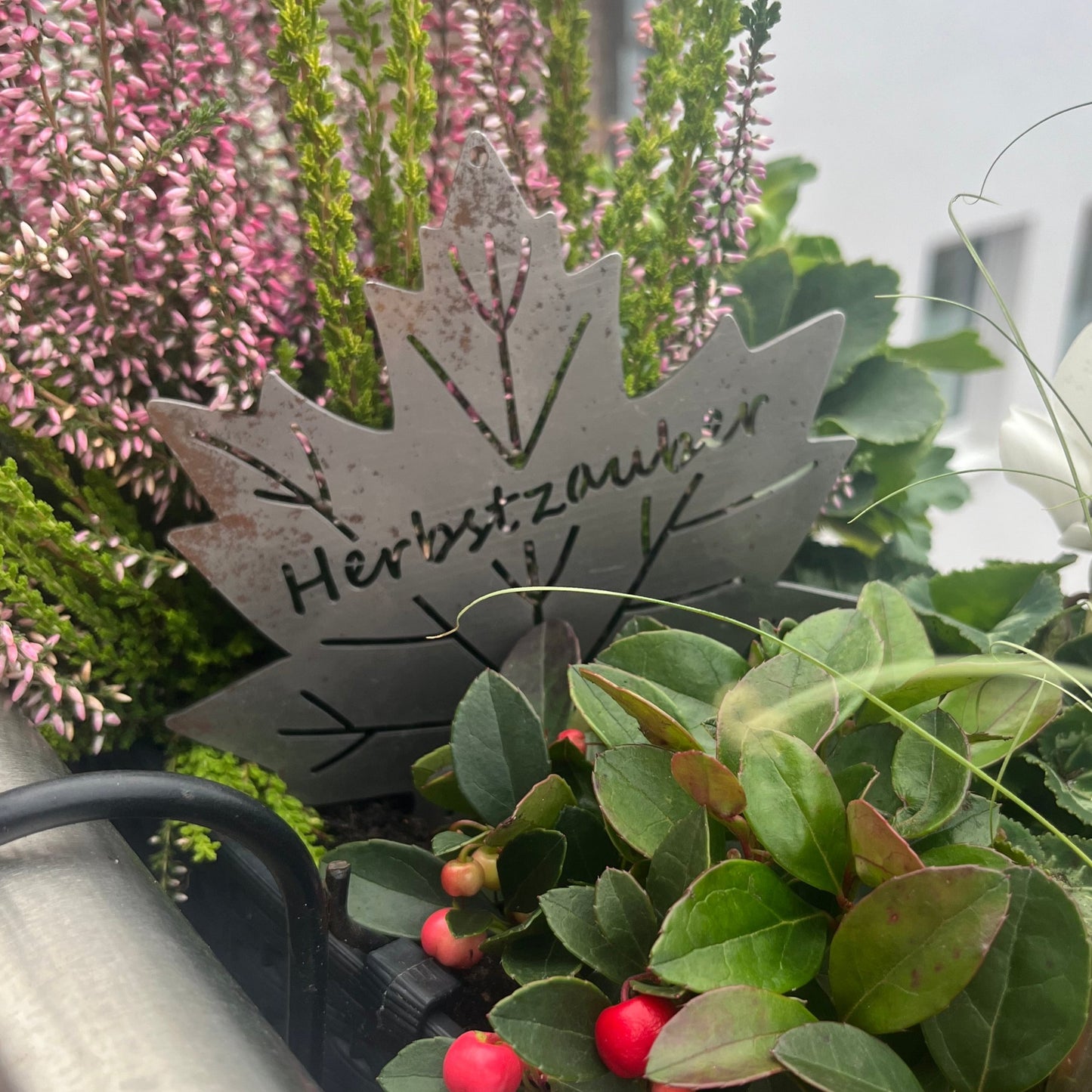 herbstlich bepflanzter Balkonkasten mit einem Grauen Ahornblatt in der mitte mit SChriftzug Herbstzaber
